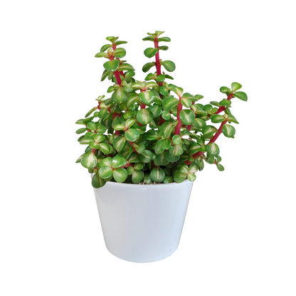 Portulacaria afra mediopicta 10,5cm - in witte pot