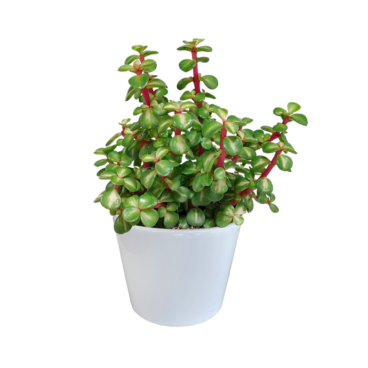Portulacaria afra mediopicta 10,5cm - in witte pot