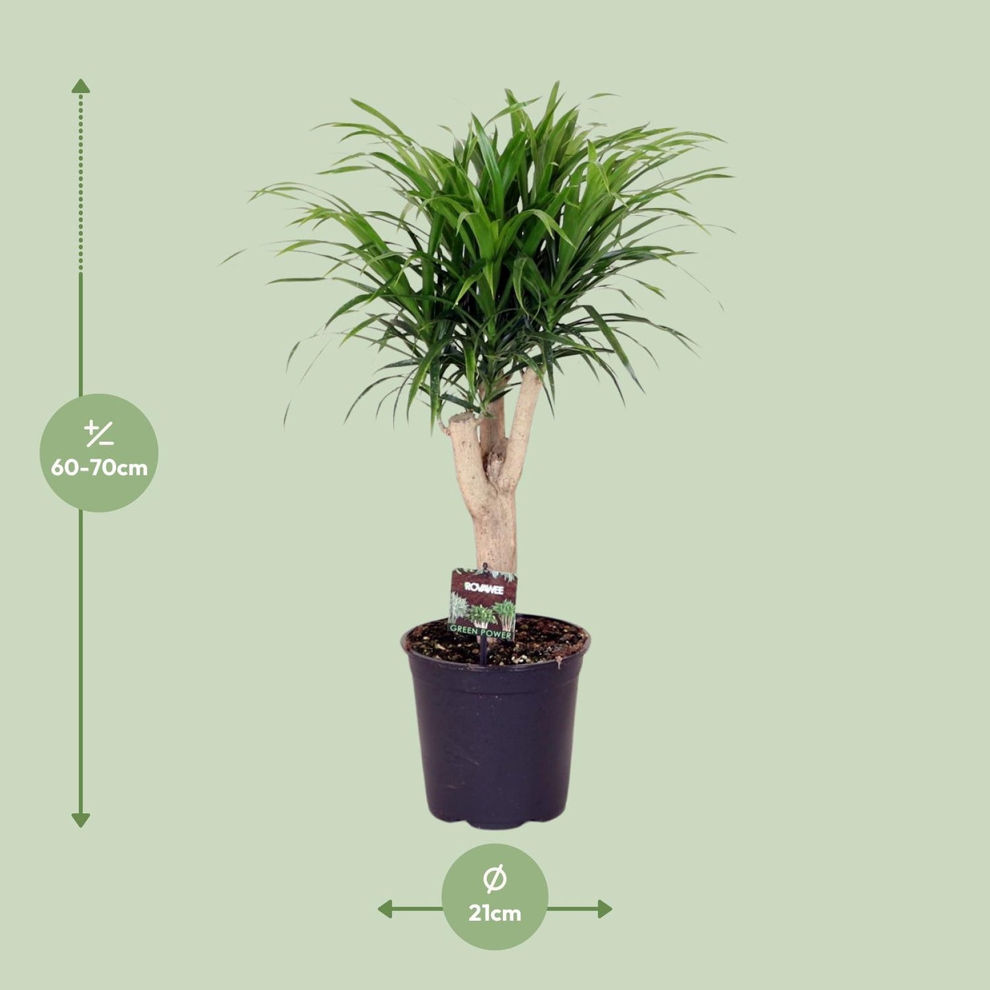 Dracaena Refl. Anita - Ø21cm - ↕70cm
