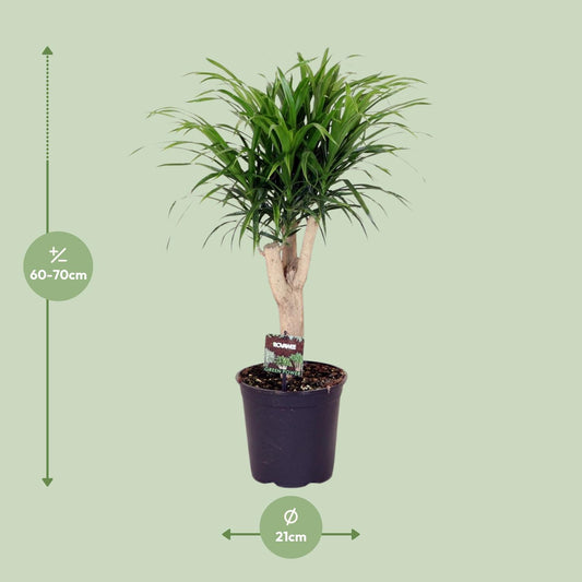 Dracaena Refl. Anita - Ø21cm - ↕70cm