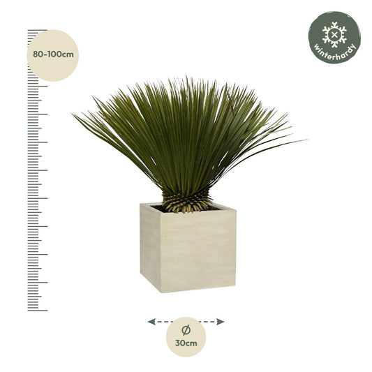 Yucca Rostrata - 75cm- Ø30