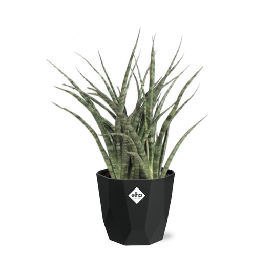 Sansevieria Fernwood Punk in 14cm b.for rock living black