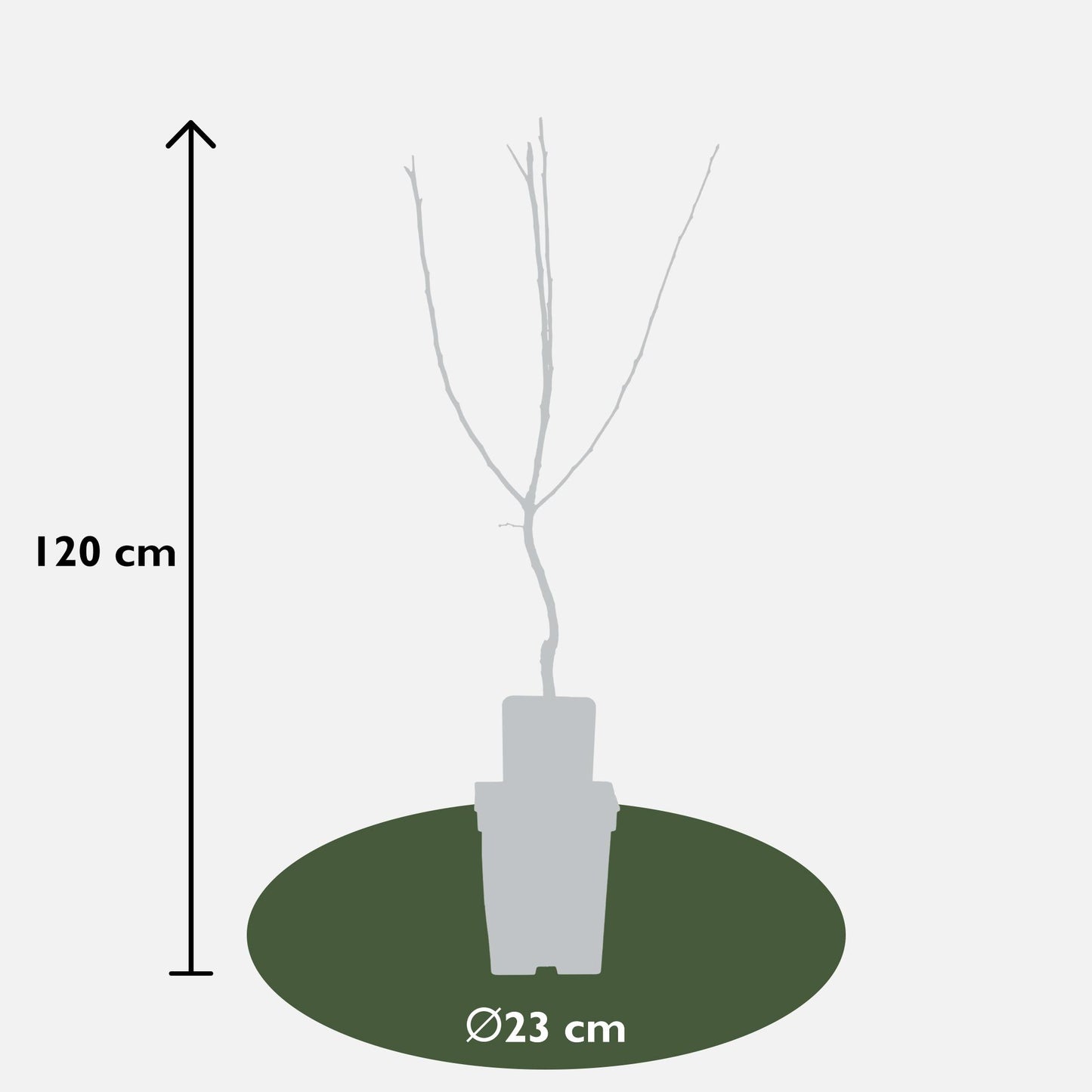 Mespilus germanica 'Westerfield' - Ø23cm - ↕120cm