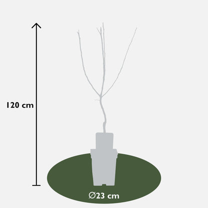 Mespilus germanica 'Westerfield' - Ø23cm - ↕120cm