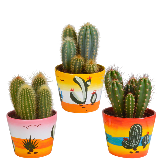 Cereus-Mischung 10,5 cm - 3x - in Mexicaanse pot