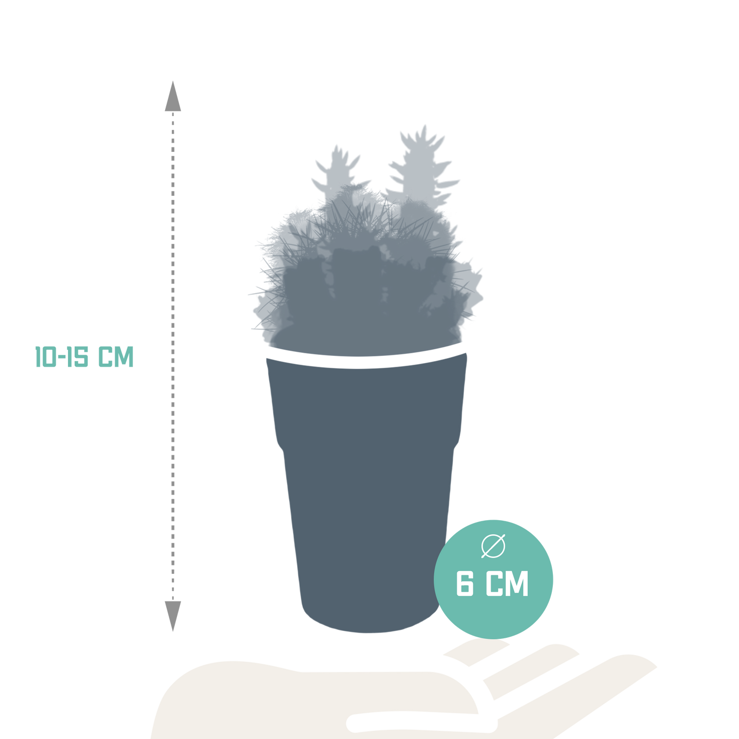 Kakteenmischung 5,5 cm - 5x - in gekleurde plasticpot