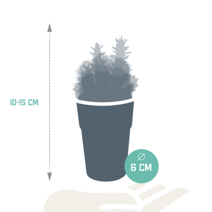 Kakteenmischung 5,5 cm - 5x - in gekleurde plasticpot