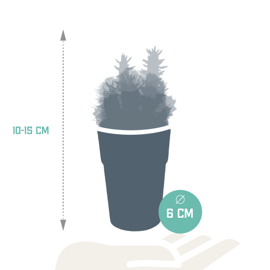 Kakteenmischung 5,5 cm - 5x - in gekleurde plasticpot