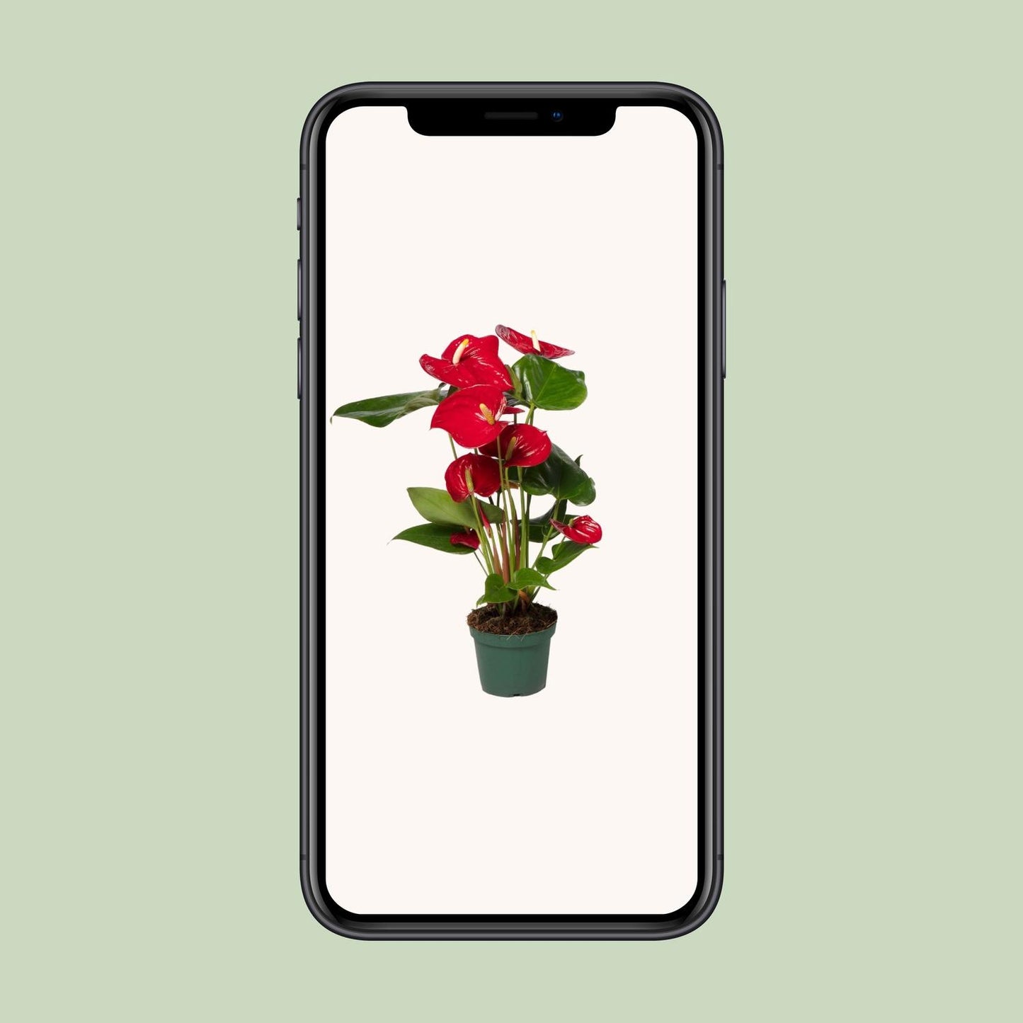 Anthurium Red - Ø17cm - ↕55cm - Ø12cm - ↕40cm