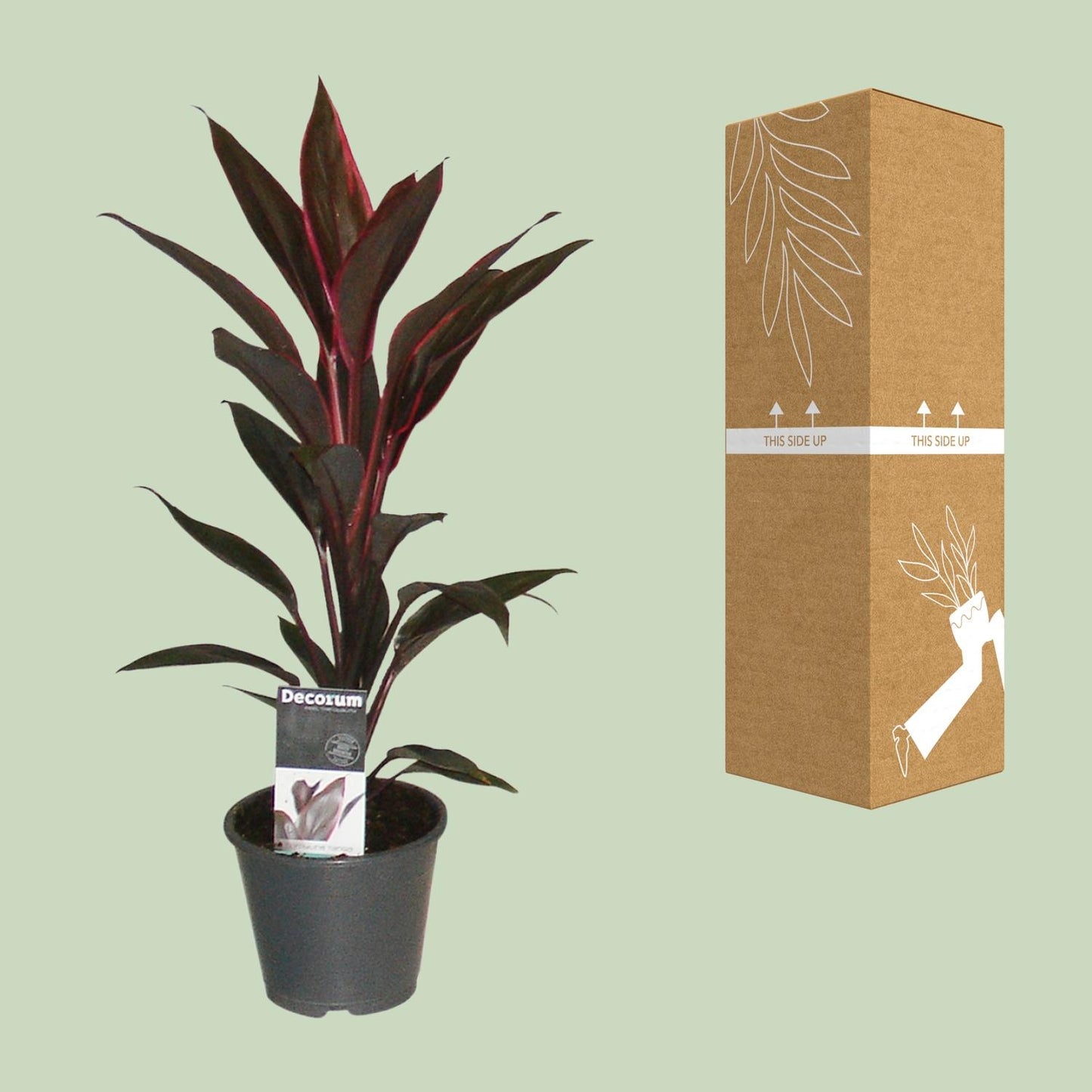 Cordyline Tango - Ø12cm - ↕40cm