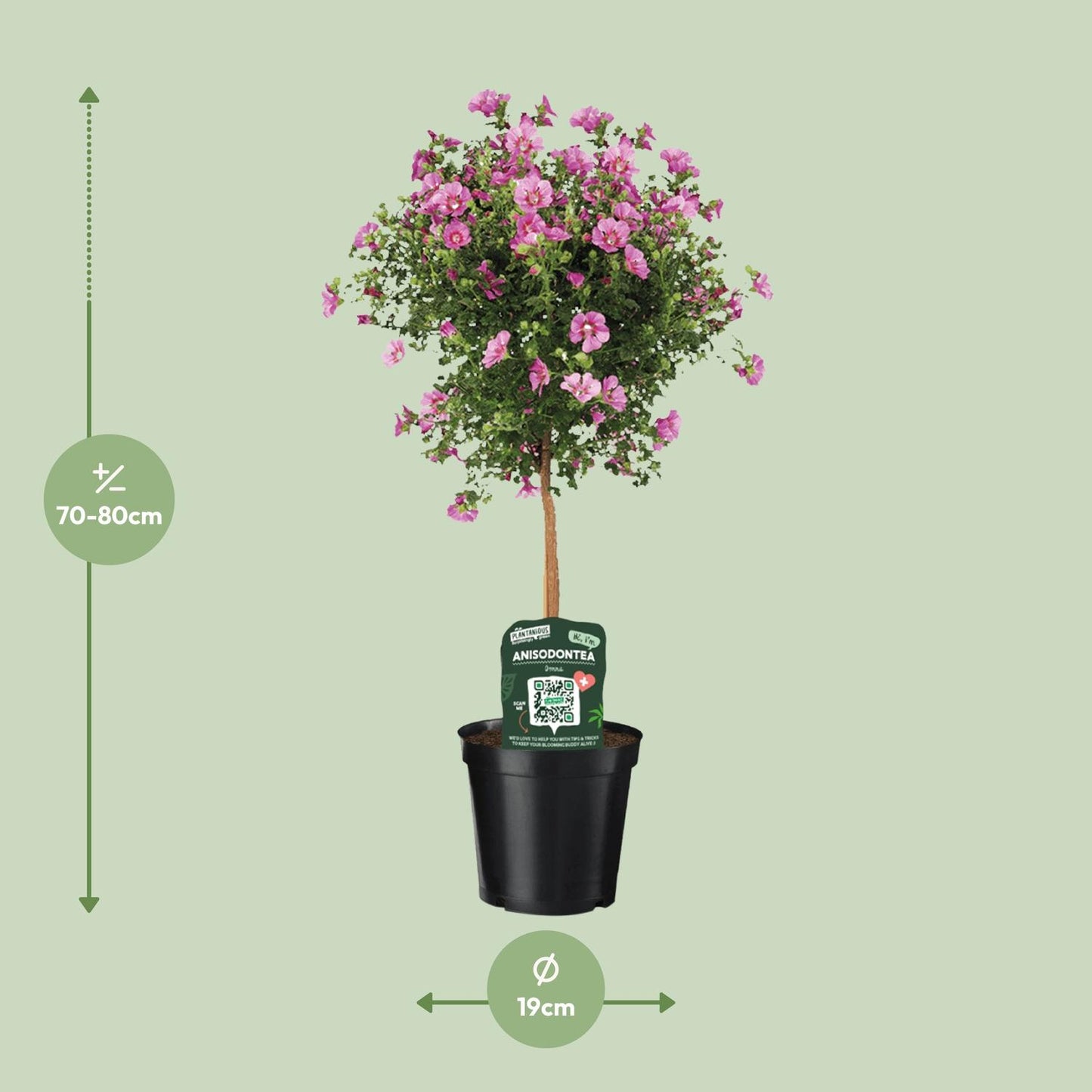 Anisodontea Elegans - Ø19cm - ↕75cm