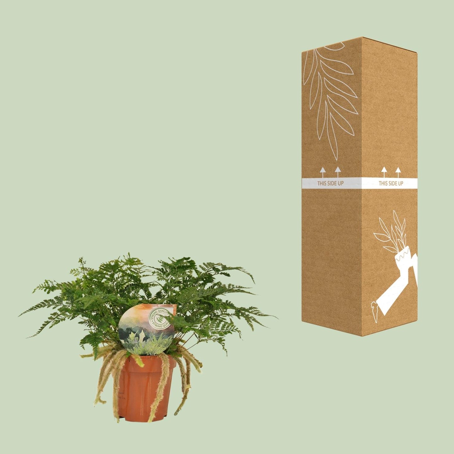 Humata Tyermannii - Ø12cm - ↕30cm