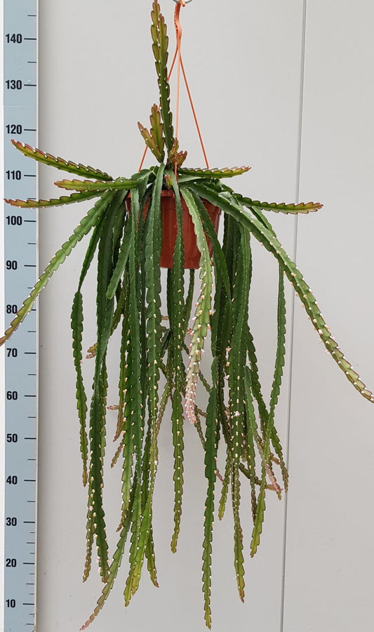 Lepismium Cruciforme Rojo - Ø20cm - ↕60cm