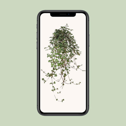Pilea Glaucophylla - Ø11cm - ↕20cm