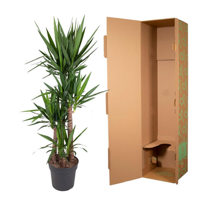 Yucca Palme 180 cm – Elefantenfuß im stilvollen Topf