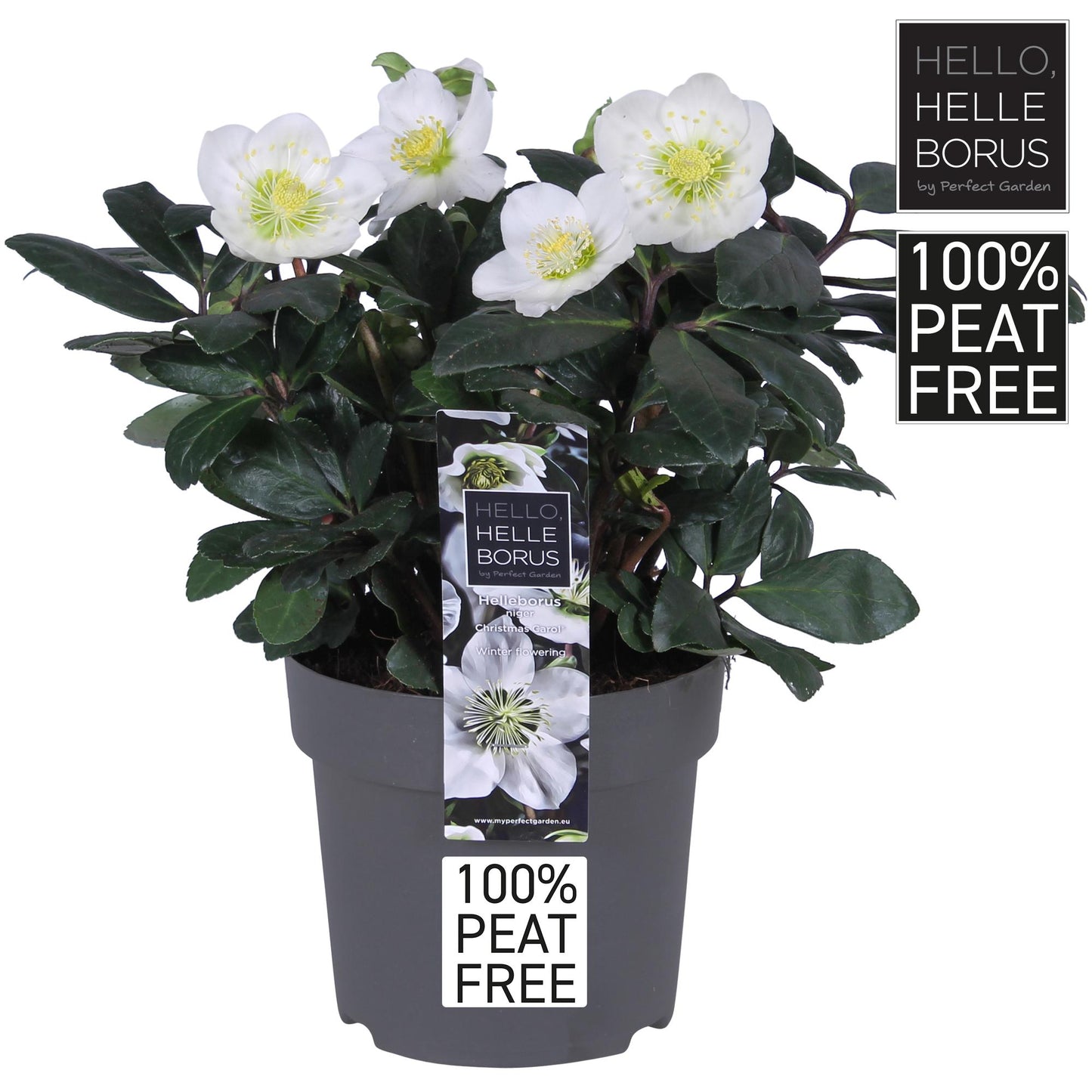 Helleborus Niger 'Christmas Carol' P14 - 100% Peat-Free - Ø14cm - ↕30cm