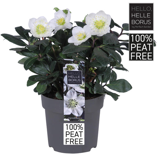 Helleborus Niger 'Christmas Carol' P14 - 100% Peat-Free - Ø14cm - ↕30cm