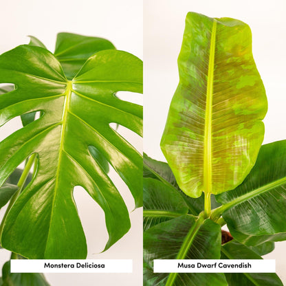 Monstera Deliciosa - Ø21cm - ↕75cm + Musa Dwarf Cavendish - Ø21cm - ↕85cm + Korb Selin