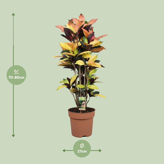 Codiaeum Mrs Iceton - Ø27cm - ↕80cm