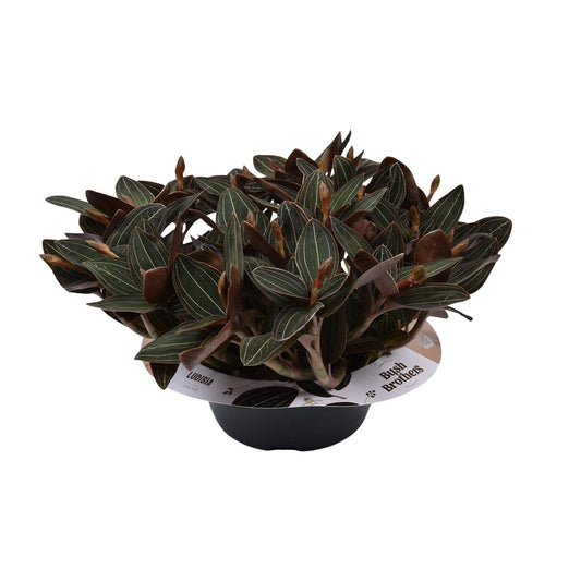 Ludisia Discolor 23 Cm Schaal 10 Tak - Ø23cm - ↕45cm