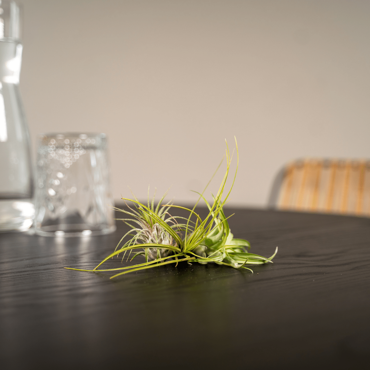 Everspring - Tillandsia Air mix - 5 StÃ¼ck - 6 cm - ø6