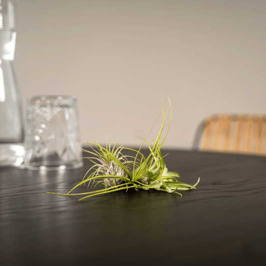 Everspring - Tillandsia Air mix - 5 StÃ¼ck - 6 cm - ø6