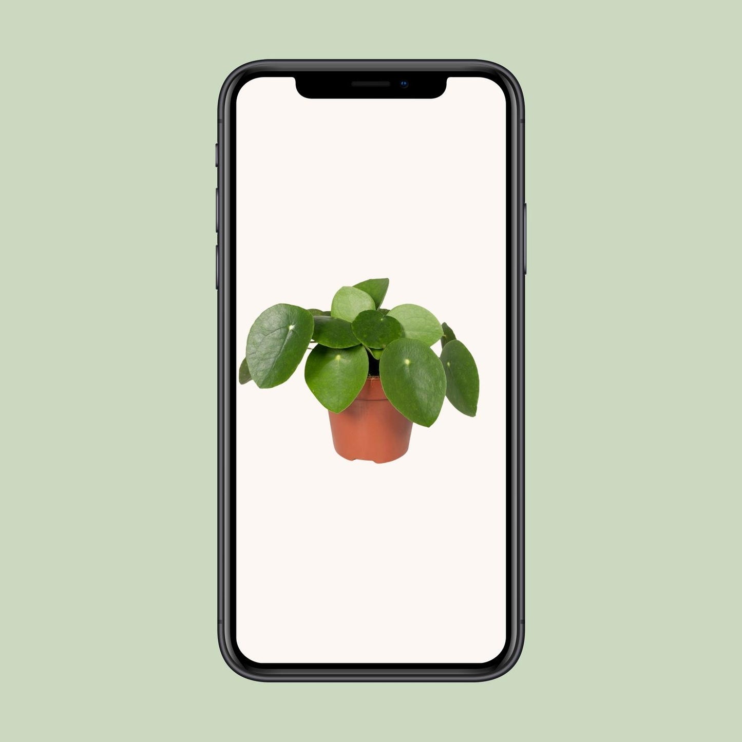 Pilea Peperomiodes - Pfannkuchenfabrik - Ø12cm - ↕20cm