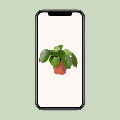 Pilea Peperomiodes - Pfannkuchenfabrik - Ø12cm - ↕20cm