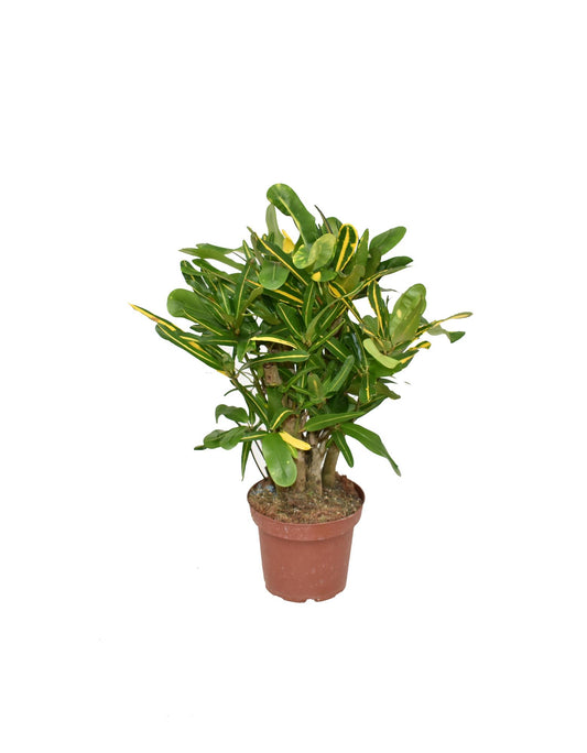 Croton Mammi Yellow P14 - Ø14cm - ↕50cm