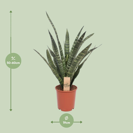 Sansevieria Diamond Green - Ø19cm - ↕60cm