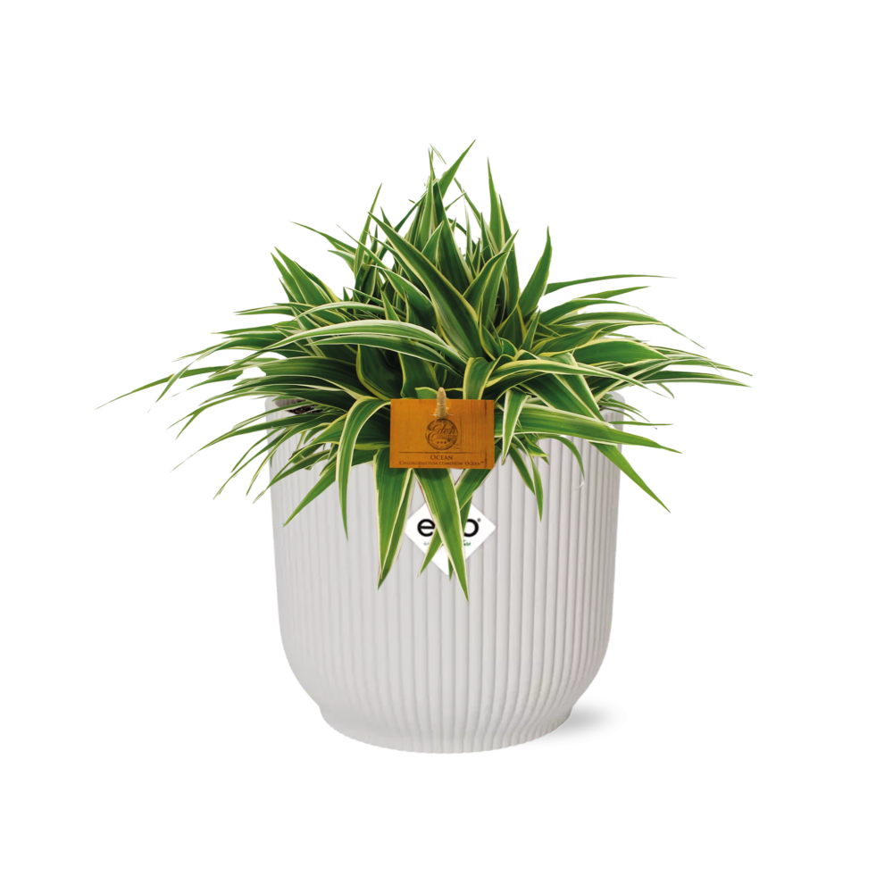 Chlorophytum Ocean 15cm in ELHO Vibes Fold 16cm round silky white