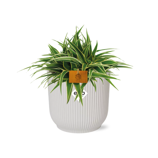 Chlorophytum Ocean 15cm in ELHO Vibes Fold 16cm round silky white