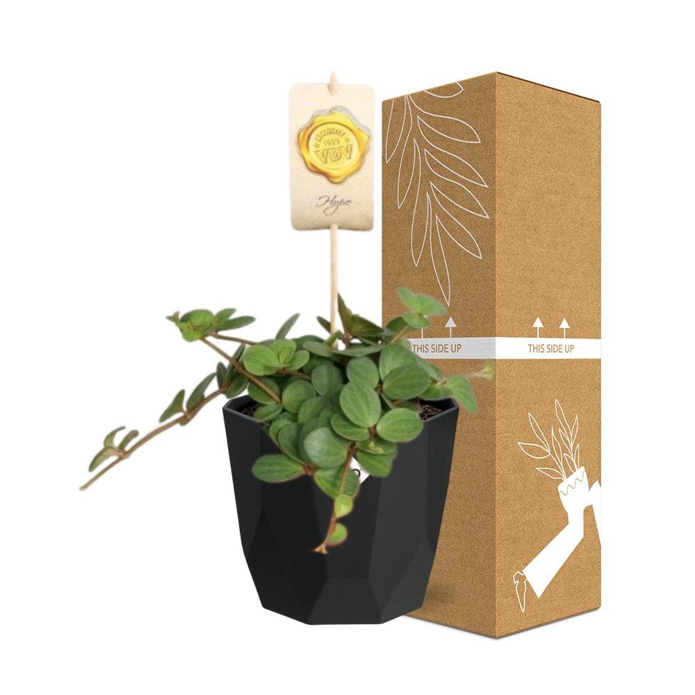Peperomia ‘Hope’ in 14cm b.for rock living black