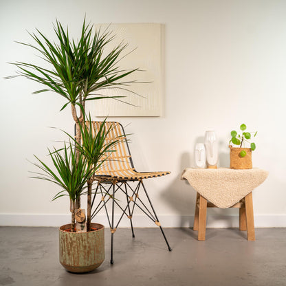 Drachenbaum 120 cm – Stilvolle & pflegeleichte Zimmerpflanze
