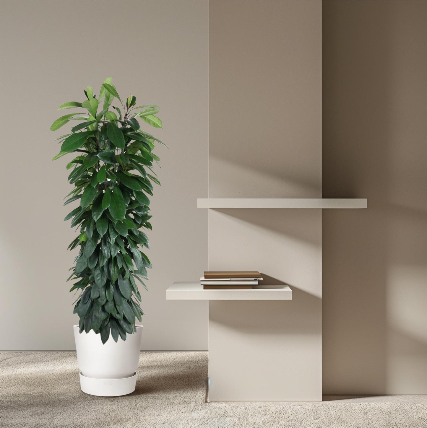 Säulenfeige 'Cyatistipula' – Elegante Zimmerpflanze 150 cm