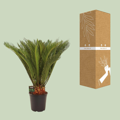 Cycas Revoluta - Ø24 ↕90