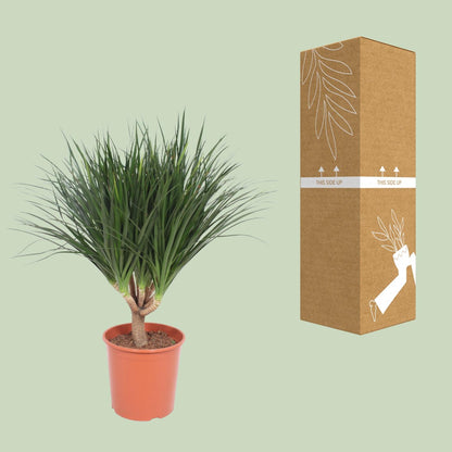 Dracaena Draco - Ø30cm - ↕110cm