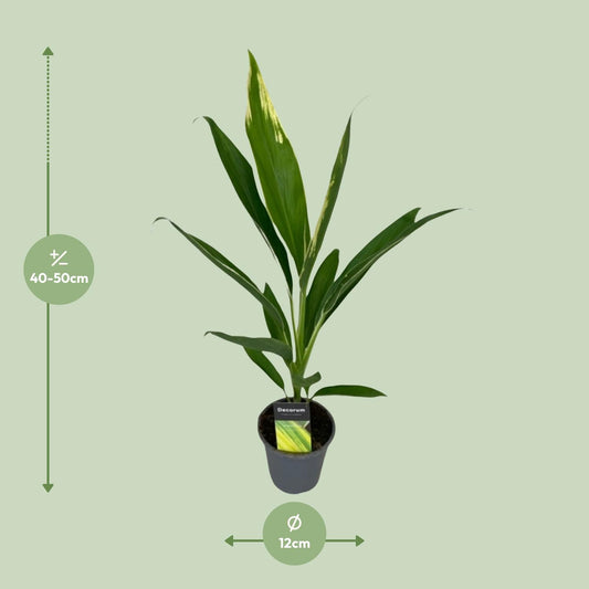 Cordyline Conga - Ø12cm - ↕45cm