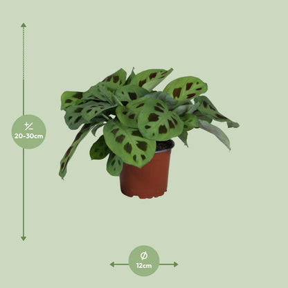 PROMO - Maranta Leuconeura Kerchoveana - Ø12cm - ↕30cm