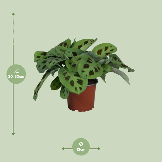 PROMO - Maranta Leuconeura Kerchoveana - Ø12cm - ↕30cm