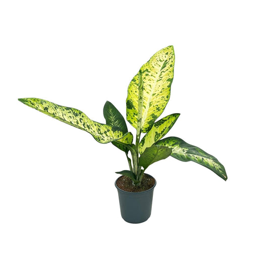 Dieffenbachia Mars - Ø24cm - ↕110cm