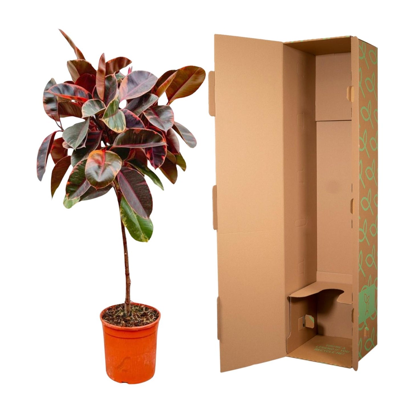 Gummibaum 'Belize' auf Stamm – 130 cm Zimmerpflanze
