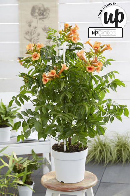 Campsis Indian Summer - Trompetenblume Orange - Ø15cm - ↕65cm - Ø15 - ↨65cm