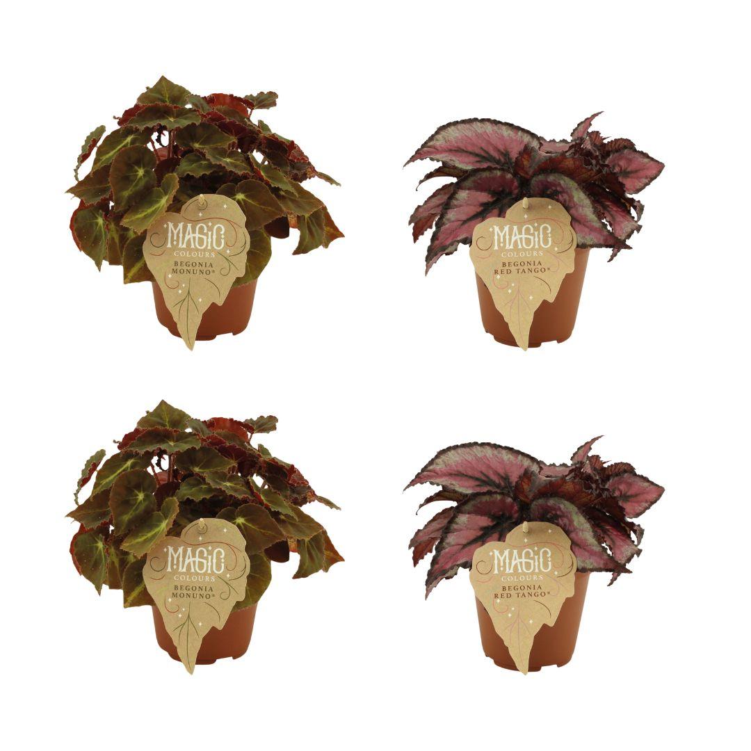 2x Begonia Rex Montuno - 2x Begonia Rex Red Tango - 4 stuks- Ø12cm - ↕25cm