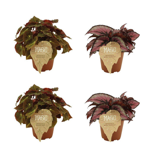 2x Begonia Rex Montuno - 2x Begonia Rex Red Tango - 4 stuks- Ø12cm - ↕25cm