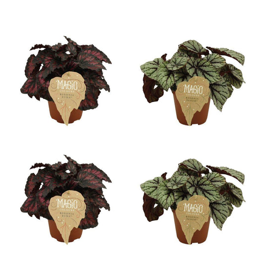 2x Begonia Rex Etna + 2x Begonia Rex Fedor - 4 stuks - Ø12cm - ↕25cm