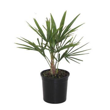 Chinesische Hanfpalme 40 cm – Exotische Kübelpflanze