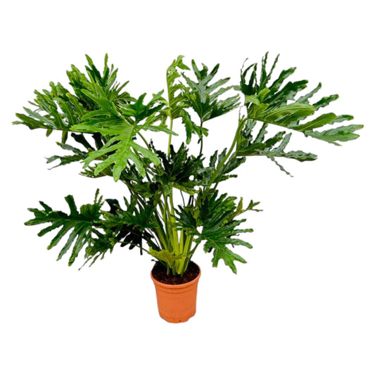 Baumfreund Selloum – Tropische, pflegeleichte Zimmerpflanze 100 cm