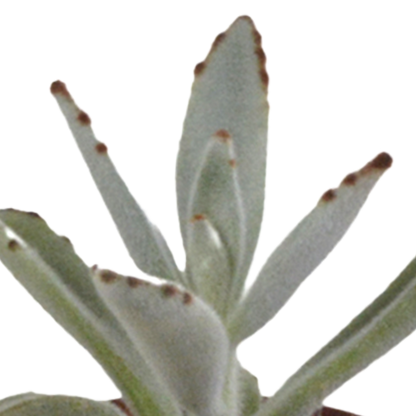 Vetplanten-Mischung 5,5 cm - 5x - in witte pot