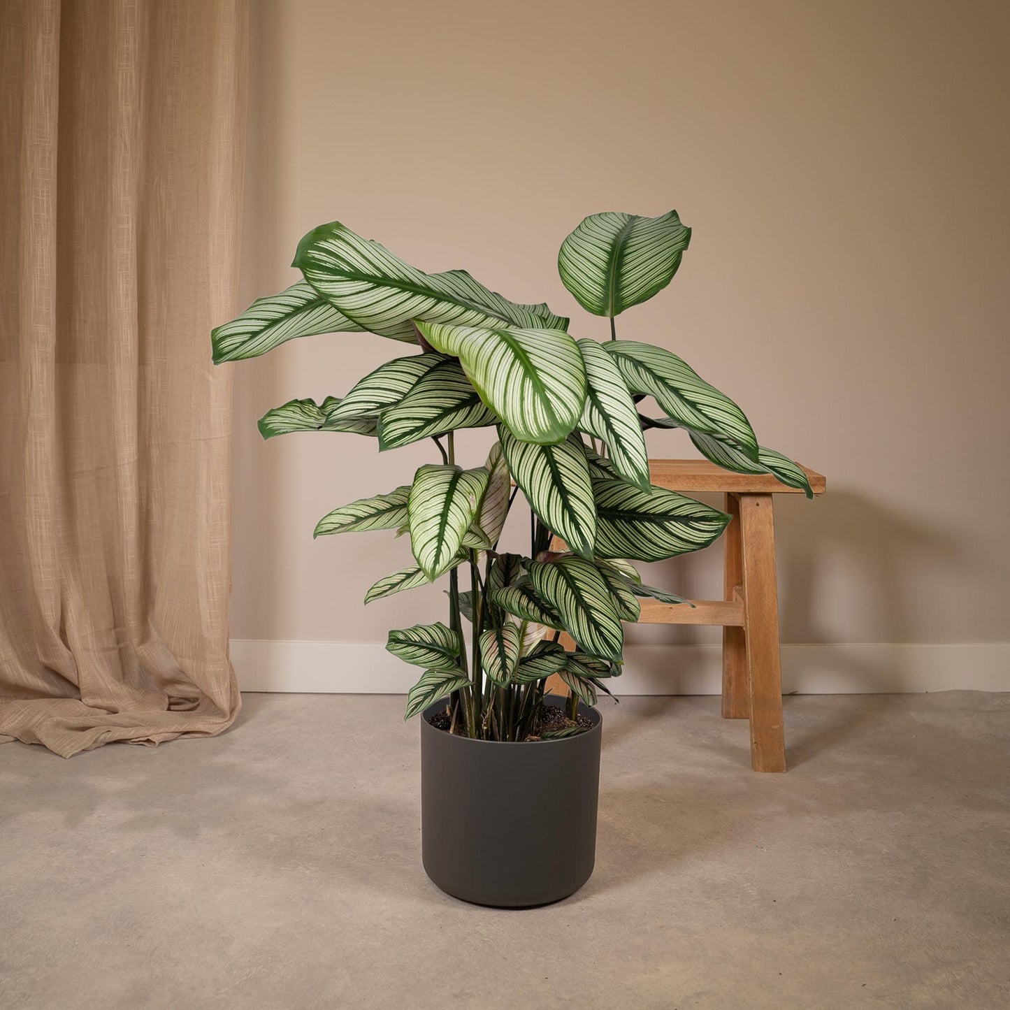 Calathea Whitestar - Pfauenpflanze - Ø19cm - ↕50cm